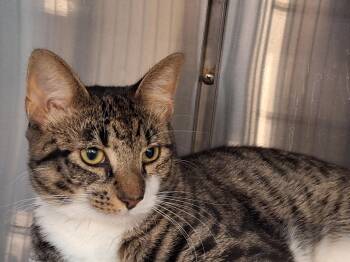 Mason -  Domestic Short Hair Cat for Adoption in Berkeley Heights, New Jersey - Mason | PetCurious