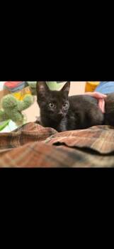 Domestic Short Hair Cats Available for Adoption - Boris | PetCurious