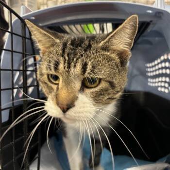 Rescue Domestic Short Hair Cats for Adoption in New York, New York - Sasquash | PetCurious