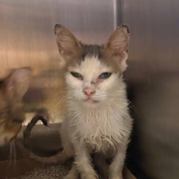 Suave - 081907U -  Domestic Medium Hair Cat for Adoption in Tupelo, Mississippi - Suave - 081907U | PetCurious