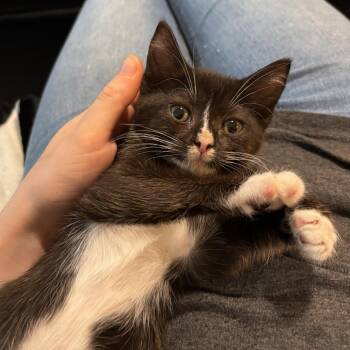Charlotte -  Domestic Short Hair Cat for Adoption in Renton, Washington - Charlotte | PetCurious