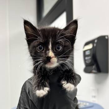 Domestic Short Hair Cats Available for Adoption in Abilene, Texas - Silly Sally | PetCurious