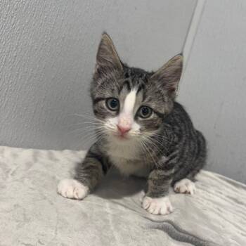 Todd -  Domestic Short Hair Cat for Adoption in Tampa, Florida - Todd | PetCurious
