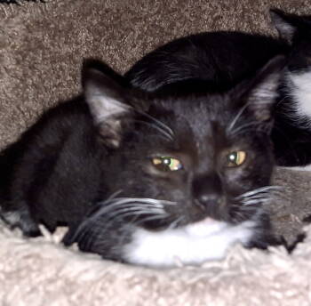 Rescue Domestic Short Hair Cats for Adoption in Canal Winchester, Ohio - Amchoor | PetCurious