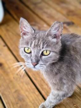 Willow -  Tabby Cat for Adoption in Oriental, North Carolina - Willow | PetCurious