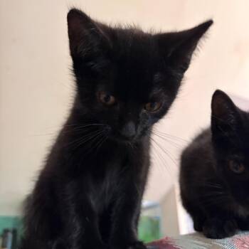 Sonic -  Domestic Short Hair Cat for Adoption in Huntington, West Virginia - Sonic | PetCurious