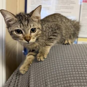 Glossier -  Domestic Short Hair Cat for Adoption in Buffalo, Minnesota - Glossier | PetCurious