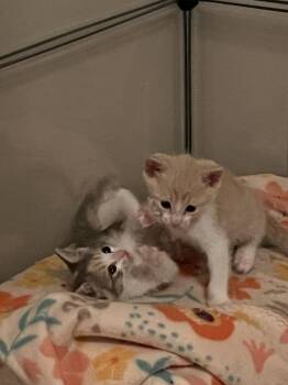 Wembly -  Domestic Short Hair Cat for Adoption in Alafaya, Florida - Wembly | PetCurious