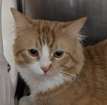 Domestic Short Hair Cats Available for Adoption - Snapdragon | PetCurious