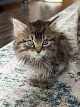 Oatmeal Cream Pie -  Domestic Short Hair Cat for Adoption in Fort Lupton, Colorado - Oatmeal Cream Pie | PetCurious