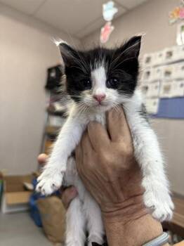 PENGUIN -  Domestic Short Hair Cat for Adoption in San Bernardino, California - PENGUIN | PetCurious