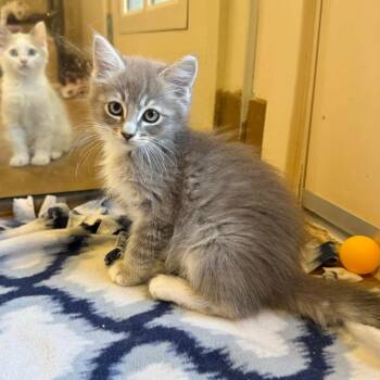 Chester -  Domestic Short Hair Cat for Adoption in Agoura Hills, California - Chester | PetCurious