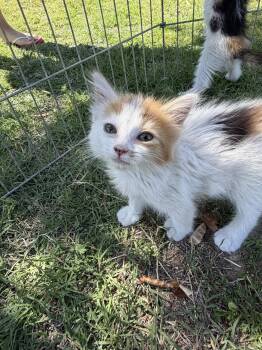 Pretzel -  Domestic Short Hair Cat for Adoption in San Tan Valley, Arizona - Pretzel | PetCurious