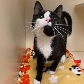 Domestic Short Hair Cats Available for Adoption in Dayton, Ohio - Sand Dollar | PetCurious
