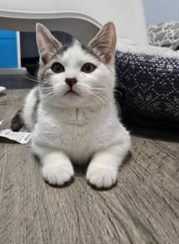 Rescue Domestic Short Hair Cats for Adoption in Vancouver, Washington - Gatlin | PetCurious