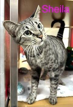 Domestic Short Hair Cats Available for Adoption - Sheila | PetCurious