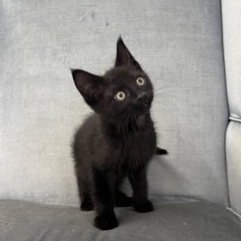 Tea Time Faubus -  Domestic Short Hair Cat for Adoption in Eagle Mountain, Utah - Tea Time Faubus | PetCurious