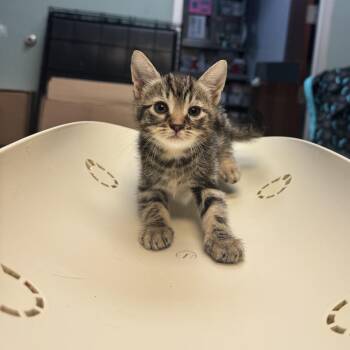 Sparks -  Domestic Medium Hair Cat for Adoption in Columbus, Georgia - Sparks | PetCurious