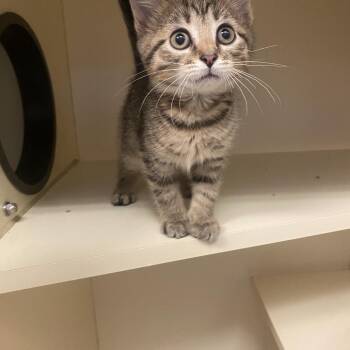 Domestic Short Hair Cats Available for Adoption in Dayton, Ohio - Lunar Luke | PetCurious