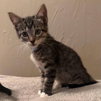 Violet Kaplan -  Domestic Short Hair Cat for Adoption in Morrison, Colorado - Violet Kaplan | PetCurious