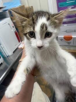 Minestrone -  Domestic Short Hair Cat for Adoption in Pomona, New York - Minestrone | PetCurious