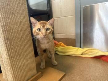 Rescue Domestic Short Hair Cats for Adoption in San Jose, California - PETER PETTIGREW | PetCurious