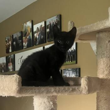 Domestic Short Hair Cats Available for Adoption in Ontario, New York - Stormy | PetCurious