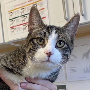 Myotis -  Domestic Short Hair Cat for Adoption in Rifle, Colorado - Myotis | PetCurious