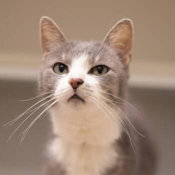 Selene -  Domestic Short Hair and Mixed Breed Cat for Adoption in Philadelphia, Pennsylvania - Selene | PetCurious