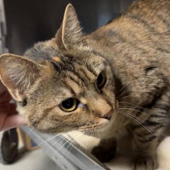 Domestic Short Hair Cats Available for Adoption - Lina | PetCurious