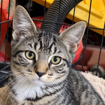 Jukebox -  Domestic Short Hair and Tabby Cat for Adoption in Antioch, California - Jukebox | PetCurious