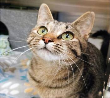 Domestic Short Hair Cats Available for Adoption in Nashville, Tennessee - Subaru | PetCurious