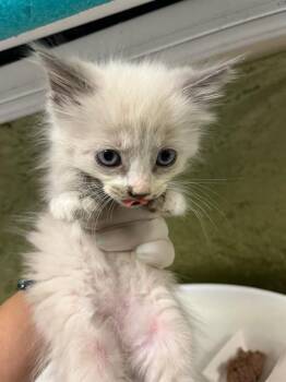 JOHNNY -  Domestic Short Hair Cat for Adoption in Riverside, California - JOHNNY | PetCurious