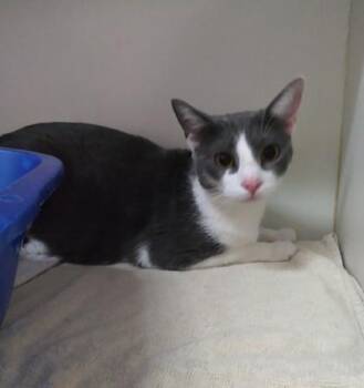 Domestic Short Hair Cats Available for Adoption in Palm Coast, Florida - Calliope | PetCurious