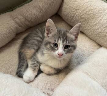 Brie - Cheese Litter -  Tabby Cat for Adoption in Anthem, Arizona - Brie - Cheese Litter | PetCurious