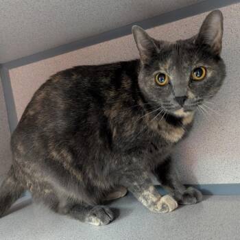 Kefla -  Domestic Short Hair Cat for Adoption in Evansville, Indiana - Kefla | PetCurious