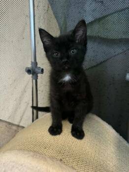 Domestic Short Hair Cats Available for Adoption in Marion, Ohio - Larry | PetCurious