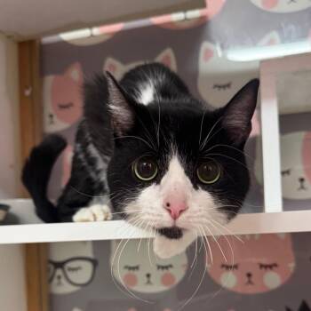 Zoe -  Domestic Short Hair Cat for Adoption in Buffalo, New York - Zoe | PetCurious