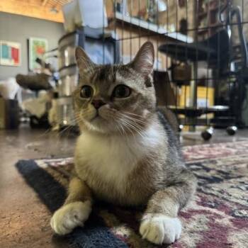 Jason Meowmoa -  Domestic Short Hair Cat for Adoption in Louisville, Kentucky - Jason Meowmoa | PetCurious