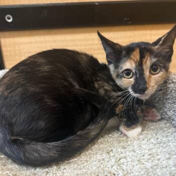 Chubbs -  Domestic Short Hair Cat for Adoption in Desert Hot Springs, California - Chubbs | PetCurious