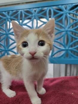 Patty -  Domestic Short Hair Cat for Adoption in Savannah, Georgia - Patty | PetCurious