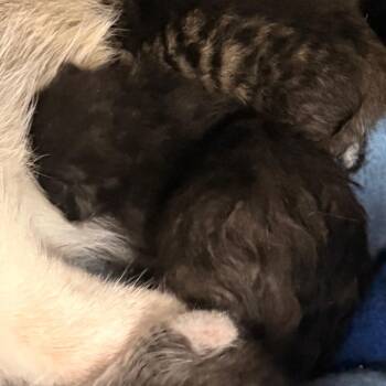 Luca -  Domestic Short Hair Cat for Adoption in Evansville, Indiana - Luca | PetCurious