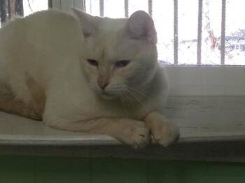 Horatio -  Domestic Short Hair Cat for Adoption in Libby, Montana - Horatio | PetCurious