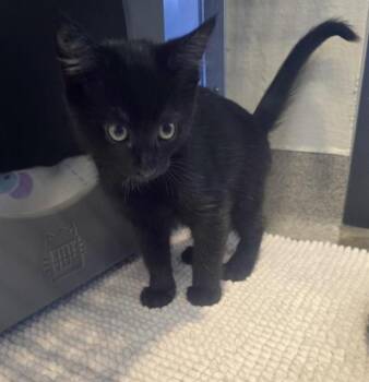 Domestic Short Hair Cats Available for Adoption - PATRICK | PetCurious