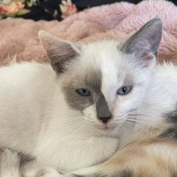 Coconut Hyatt -  Domestic Short Hair Cat for Adoption in Eagle Mountain, Utah - Coconut Hyatt | PetCurious