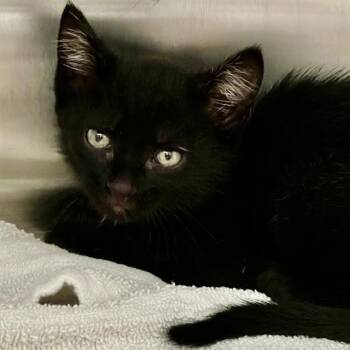 APPLES JACKS -  Domestic Short Hair Cat for Adoption in St. Louis, Missouri - APPLES JACKS | PetCurious