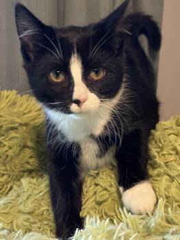 Wonda -  Domestic Short Hair Cat for Adoption - Wonda | PetCurious