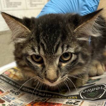Ravioli -  Domestic Long Hair Cat for Adoption in Yuma, Arizona - Ravioli | PetCurious