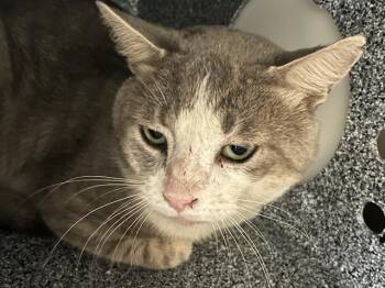 JACK -  Domestic Short Hair Cat for Adoption in Ocala, Florida - JACK | PetCurious