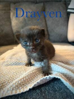 Drayven -  Domestic Short Hair Cat for Adoption in Boone, Iowa - Drayven | PetCurious